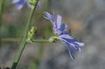 Chicory